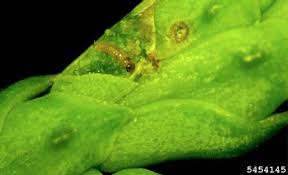 Image result for argyresthia thuiella thuja symptoms