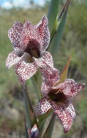 Image result for Gladiolus ecklonii