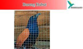 Kaki langsing dan rapuh berwarna coklat kemerahan atau merah jambu. Mengenal Ciri Burung Bubut Makanan Harga Suara