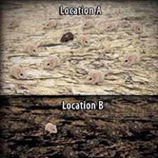 Download our student exploration dichotomous keys gizmo answer key pdf ebooks for free and learn more about student. Color Variation Over Time In Rock Pocket Mouse Populations