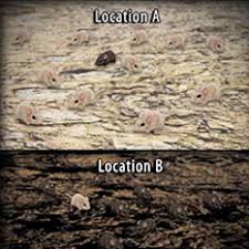 Population gizmo answer key is available in our digital library an online access to it is set as public so you can get it instantly. Color Variation Over Time In Rock Pocket Mouse Populations