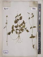 Image result for Spilanthes costata