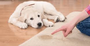 Go back to my pet peed checkout page and confrim the quantity and colors you order, and then type your delivery information. How To Stop Your Dog From Peeing On The Carpet Puppy Smarts