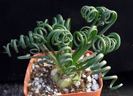 Image result for Albuca kirkii