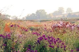 Hauser Wirth Garden Somerset Piet Oudolf Garden Design Landscape Design Prairie Planting