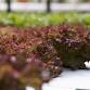 Garden Aquaponics Course -  2 days event in Blackford
