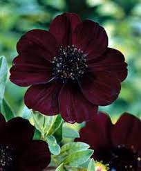 October Means Chocolate Cosmos Flowers And Drinks Cosmos Flowers Black Flowers Chocolate Cosmos