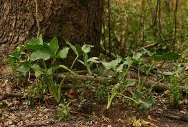 Image result for Stylochaeton