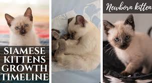 Keep in mind that if there is no mother cat. Siamese Kittens Growth Timeline Siamese Of Day