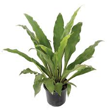 Image result for Asplenium laurentii