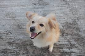 Corgi retriever or golden corgi is a combination of two very popular purebred dogs, based on the database of the american kennel club. Corgen Dog Breed Health Grooming Feeding Temperament And Puppies Petguide