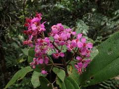 Image result for Dichaetanthera