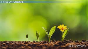 Learn about flowers and some cool facts about them. Flower Lesson For Kids Parts Facts Video Lesson Transcript Study Com