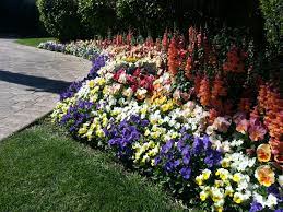 Pansy Blue Yellow Burgundy And White Along With Snapdragon Sorbet Orange Winter Flowers Season Colors Annual Color