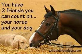 Pin By Amanda Amos On Horse Love In 2020 Horse Quotes Horses Equestrian Quotes
