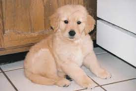 Potty train your puppy fast! Colorado Golden Retriever Puppies Petsidi