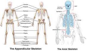 This sheet discusses the human skeleton. What S Inside Your Bones Lesson Teachengineering