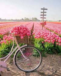 Slovakia v spain (1700) sweden v poland (1700) portugal v france (2000) germany v hungary (2000). More Memes Funny Videos And Pics On 9gag Netherlands Spain Finland Sweden Austria Denmark Poland Nightlife Tr Tulip Season Flower Aesthetic Nature Photography