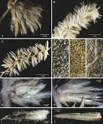 Image result for Cyathula orthacantha