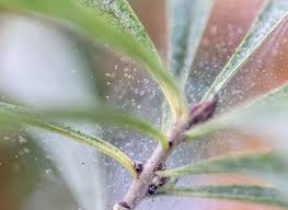 I was never afraid of them unless they startled me. How To Get Rid Of Spider Mites On Houseplants Wallygro