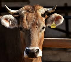 Harga kambing indukan / babonan di pasar hewan limpung batang jateng 14 juli 2020 #harga kambing. Majlis Aqiqah 10 Persoalan Yang Sering Ditanya Dan Jawapannya