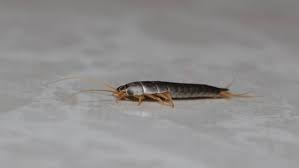 how to getting rid of silverfish get rid of silverfish silverfish pest control