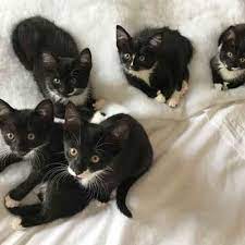 Look at pictures of polydactyl/hemingway kittens who need a home. A Litter Of Kittens Are All Fingers And Thumbs Cats Protection