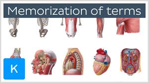 How To Memorize Anatomy Terms In 4 Steps Human Anatomy Kenhub