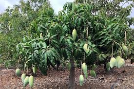 Over 100,000 english translations of german words and phrases. Fuhrung Mango Finca Sightseeing Kultur Gettivity