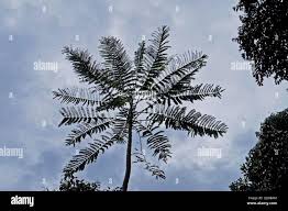 Image result for Schizolobium parahyba