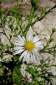 Image result for Asterochaete