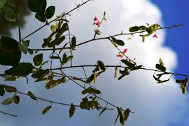 Image result for Pseudarthria