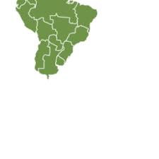 Image result for Terminalia trichopoda