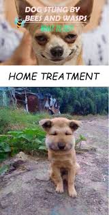 They share similarities to wasps and ants. Mice Stung By A Wasp Meme