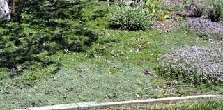 Let's cover up with 20 best flowering ground cover plants. Ground Cover Thymes Choosing Preparing The Site Planting Tips