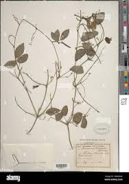 Image result for Teramnus labialis