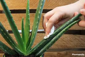Aloe vera juice is a rich source of antioxidants, which help fight free radicals. Aloe Vera Plante Conseils De Arrossage Rempotage Et Entretien Plantopedia