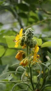 Image result for Senna hirsuta