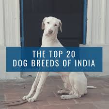 How much does it cost to buy a seat for your dog? Top 20 Indian Dog Breeds Purchasing Price And Care Pethelpful