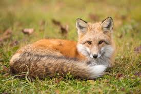 Foxes, their nature and how to get rid of them naturally nuisance foxes and the havoc they make. How To Get Rid Of Foxes Varment Guard Wildlife Services