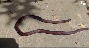 Image result for Atractus arangoi