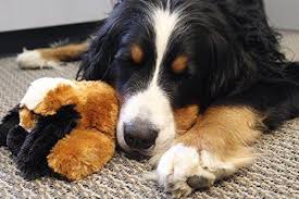 5.0 из 5 звездоч., исходя из 5 оценки(ок) товара(5). Smart Pet Love Snuggle Puppy Akc Shop