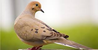 April Bird Of The Month Mourning Dove 490x250 Jpg 490 250 Mourning Dove Birds Dove Bird
