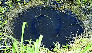 Image result for Heterotis