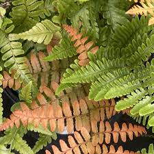 Image result for Dryopteris