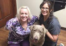 Doctor of medicine (md) primary speciality: Veterinary Services In Springfield Il Myers Animal Clinic