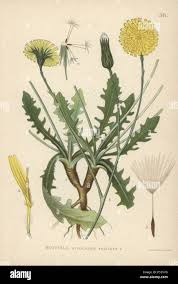 Image result for Hypochaeris radicata