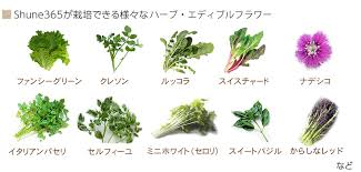 Shune365 野菜へのこだわり