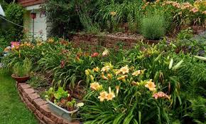 Daylily Garden Design Amazing Daylily Garden Design Ideas To Beautify Your Home Yard Daylily Garden Water Wise Landscaping Garden Planning