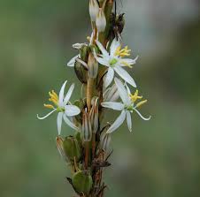 Image result for Chlorophytum macrophyllum